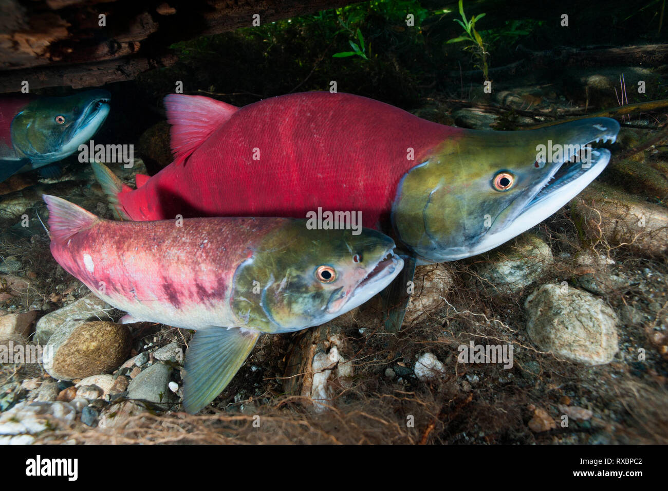 Männliche & weibliche sockeye Lachse, Oncorhynchus nerka, Adams River, Tsútswecw Provincial Park, British Columbia, Kanada Stockfoto