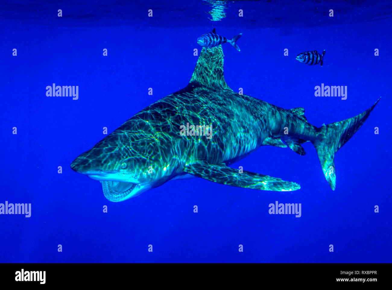 Oceanic Weißspitzen Hai, Carcharhinus Longimanus, ungefähr 7 Meilen offshore, Cat Island, Karibik, Bahamas, kritisch gefährdet im Nordwesten und Western Central Atlantic Ocean Stockfoto
