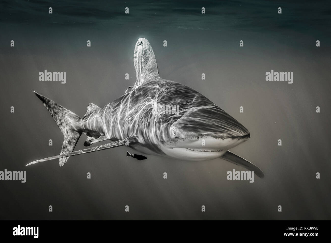 Oceanic Weißspitzen Hai, Carcharhinus Longimanus, ungefähr 7 Meilen offshore, Cat Island, Karibik, Bahamas, kritisch gefährdet im Nordwesten und Western Central Atlantic Ocean Stockfoto