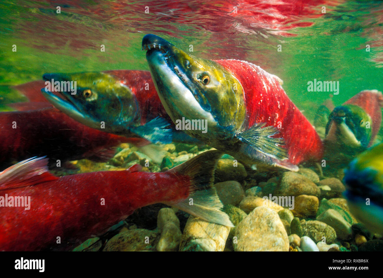 Sockeye Lachse bis Schwimmen Adams River, Oncorhynchus nerka, Adams River, Tsútswecw Provincial Park, British Columbia, Kanada Stockfoto
