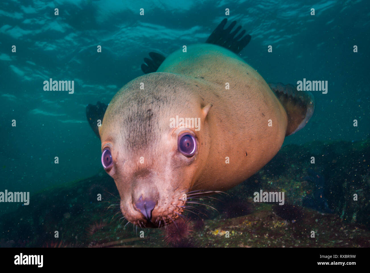 Steller sea lion Gesicht, Eumetopias jubatus, Christy Islet, Hornby Island, Striat Georgiens, British Columbia, Kanada, in der Nähe von bedrohte Tierarten Stockfoto