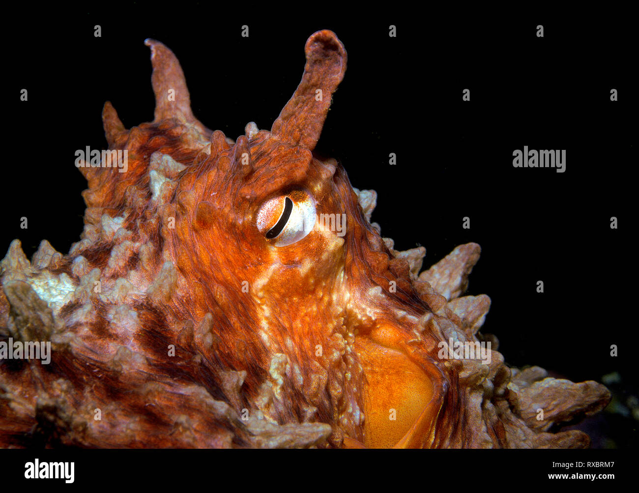 Riesige Pazifik Octopus. Enteroctopus dofleini, Gesicht, Queen Charlotte Strait, British Columbia, Kanada Stockfoto