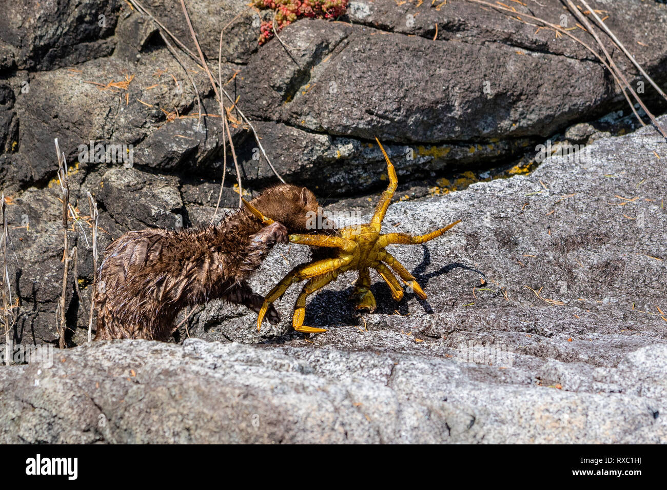 North American River Otter kämpft mit einer Krabbe entlang einer Küstenlinie im Broughton Archipelago Provincial Marine Park, First Nations Territory, British Columbia, Kanada Stockfoto