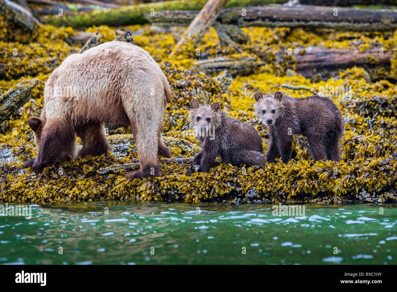 Grizzly Bär Leistungsbeschreibung mit 2 'frischen' jungen Nahrungssuche entlang der niedrigen tideline im Knight Inlet, erste Nationen Gebiet, British Columbia, Kanada Stockfoto