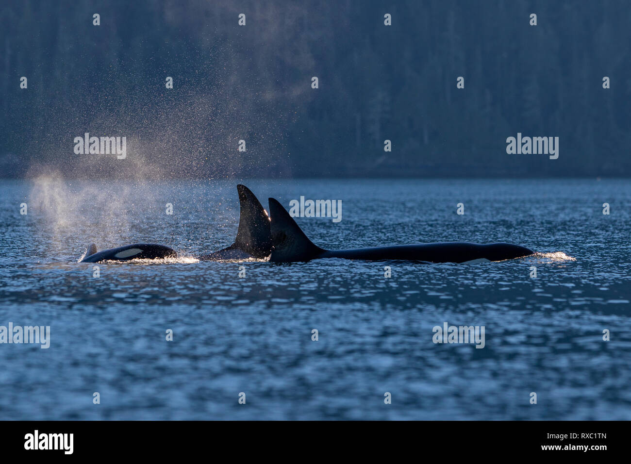 Norden ansässigen orca Pod (Killer Whale, Orcinus orca) durch die Johnstone Strait aus nördlichen Vancouver Island am späten Nachmittag unterwegs, British Columbia, Kanada Stockfoto