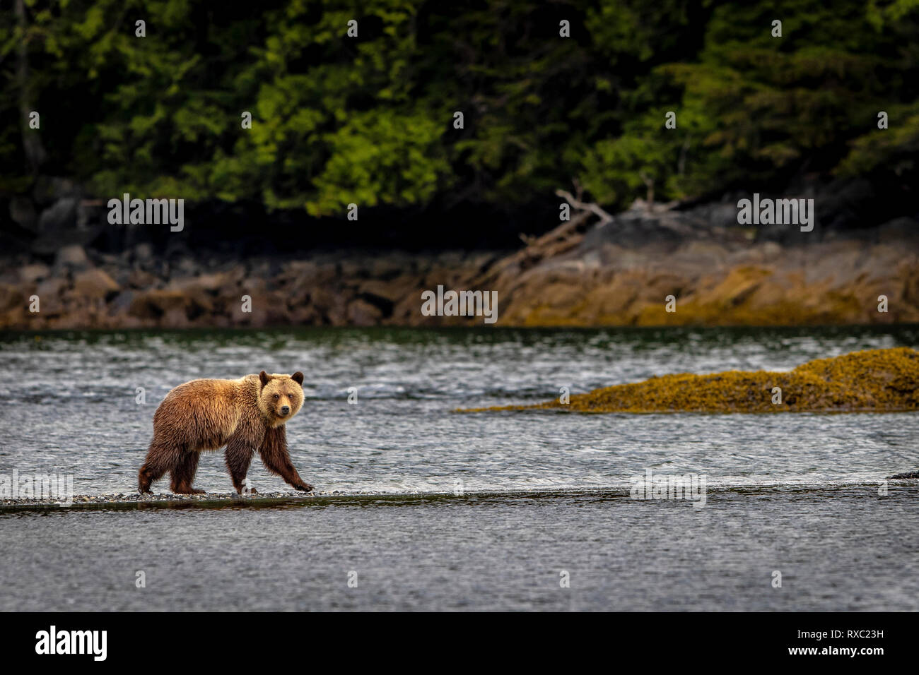 Grizzly Bär Nahrungssuche bei Ebbe entlang der tideline im Knight Inlet, erste Nationen Gebiet, British Columbia, Kanada Stockfoto