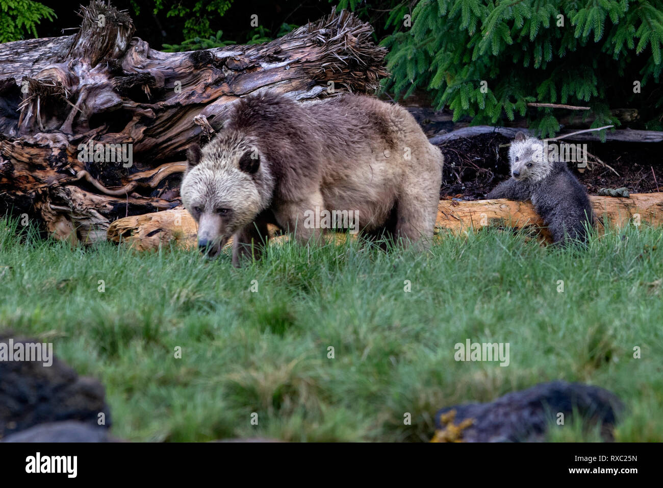 Grizzly Bär Mutter mit Jungtier entlang der Küste von British Columbia First Nations Territorium, British Columbia, Kanada. Stockfoto