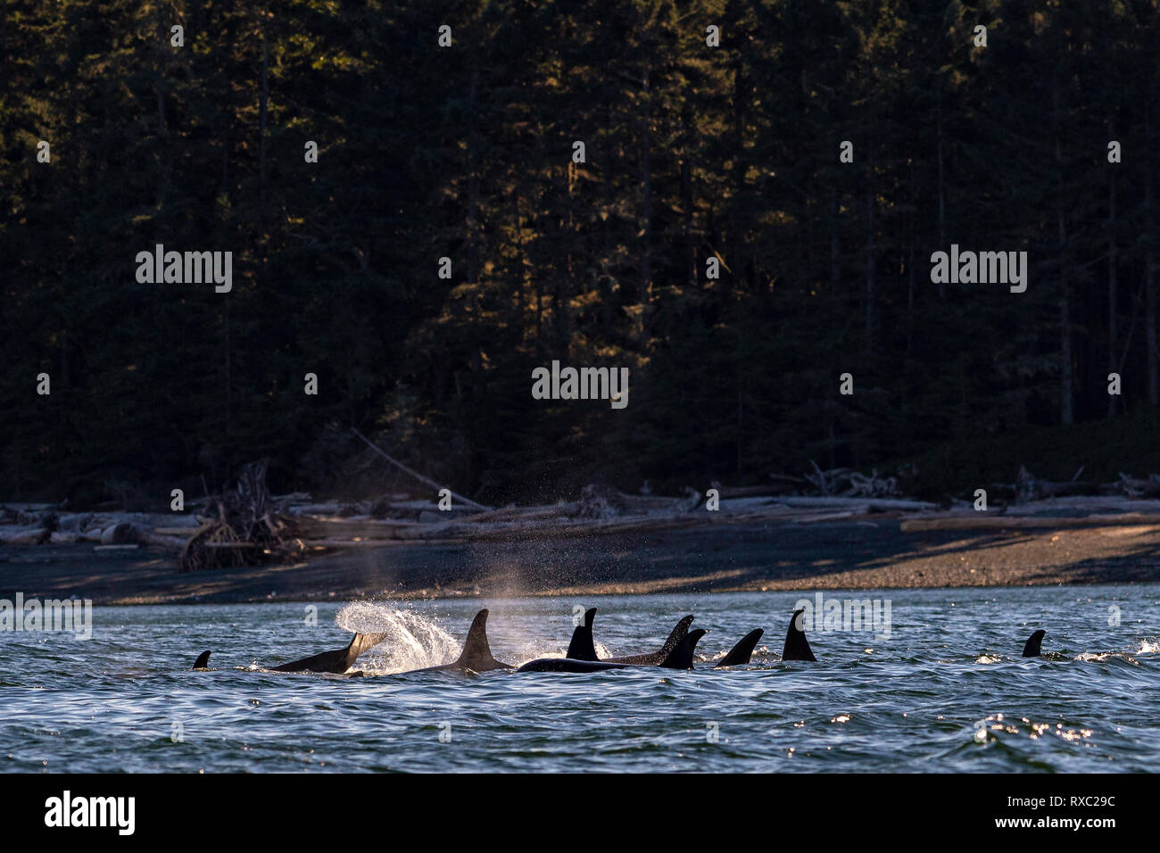 Nördliche Killerwale (A30, A42), die sich an der Küste von Malcolm Island entlang des Lizard Point an einem wunderschönen späten Nachmittag im First Nations Territory vor Vancouver Island, British Columbia, Kanada, ausruhen. Stockfoto