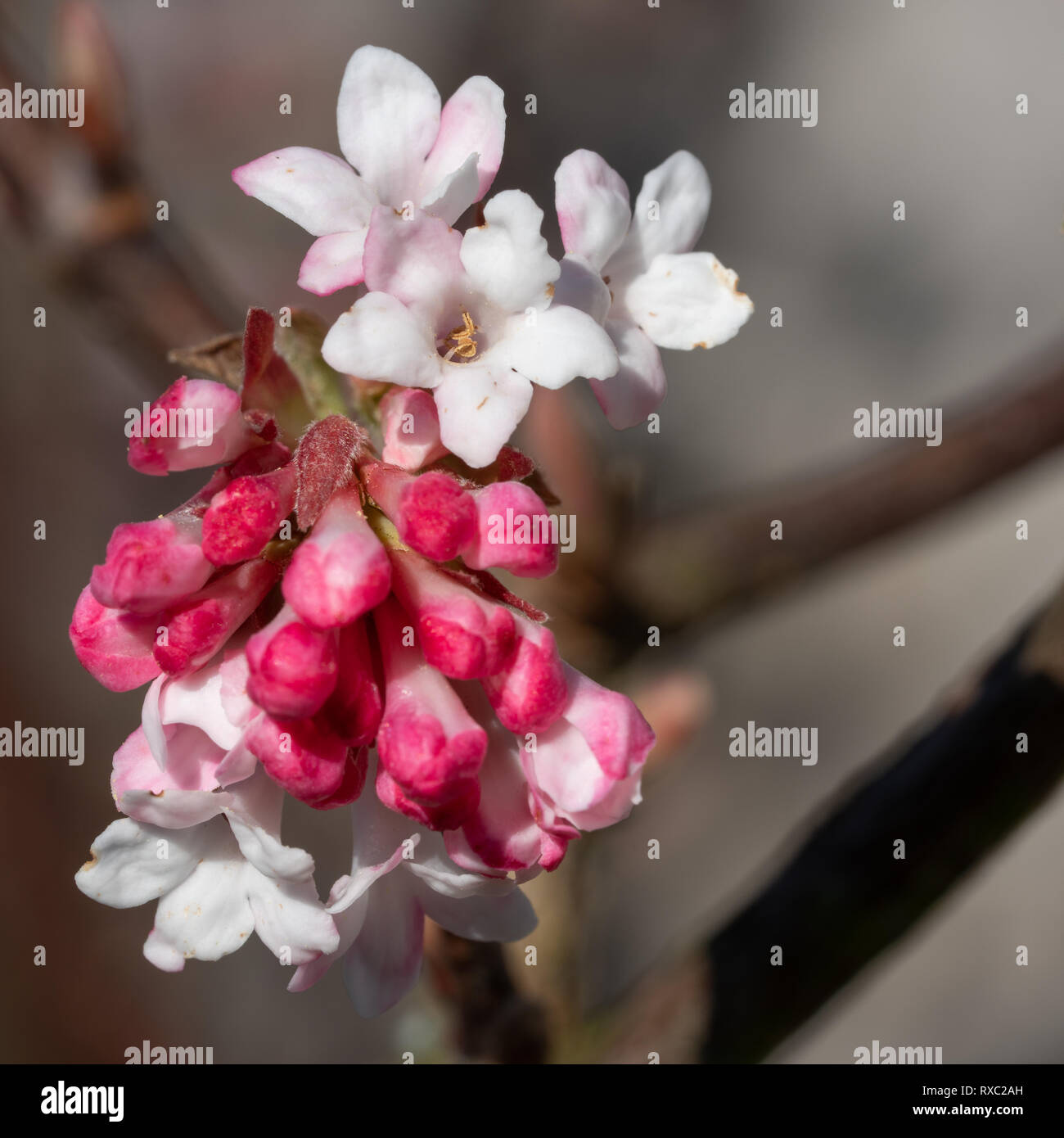 Viburnum (Viburnum farreri), Blumen der Gärten Stockfoto