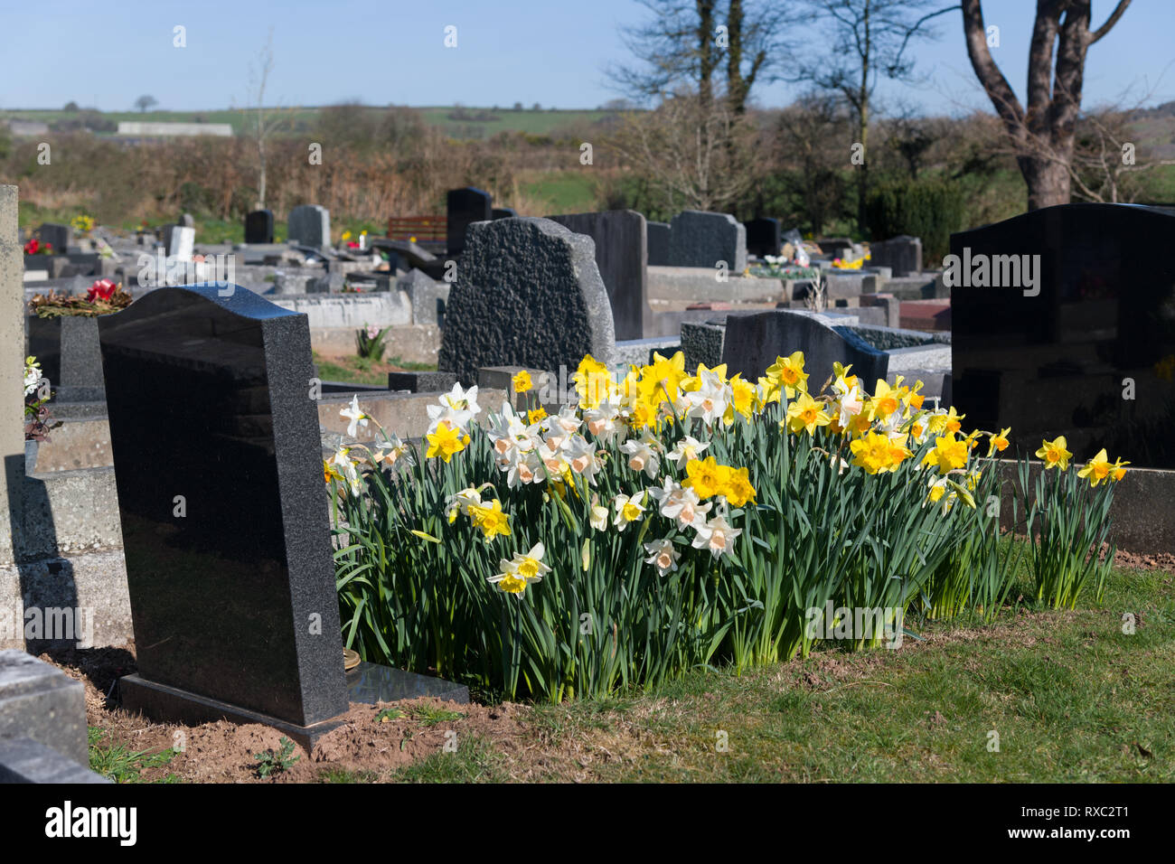 Ein Bett von Dafodils gepflanzt am Grab einer Geliebten. Stockfoto