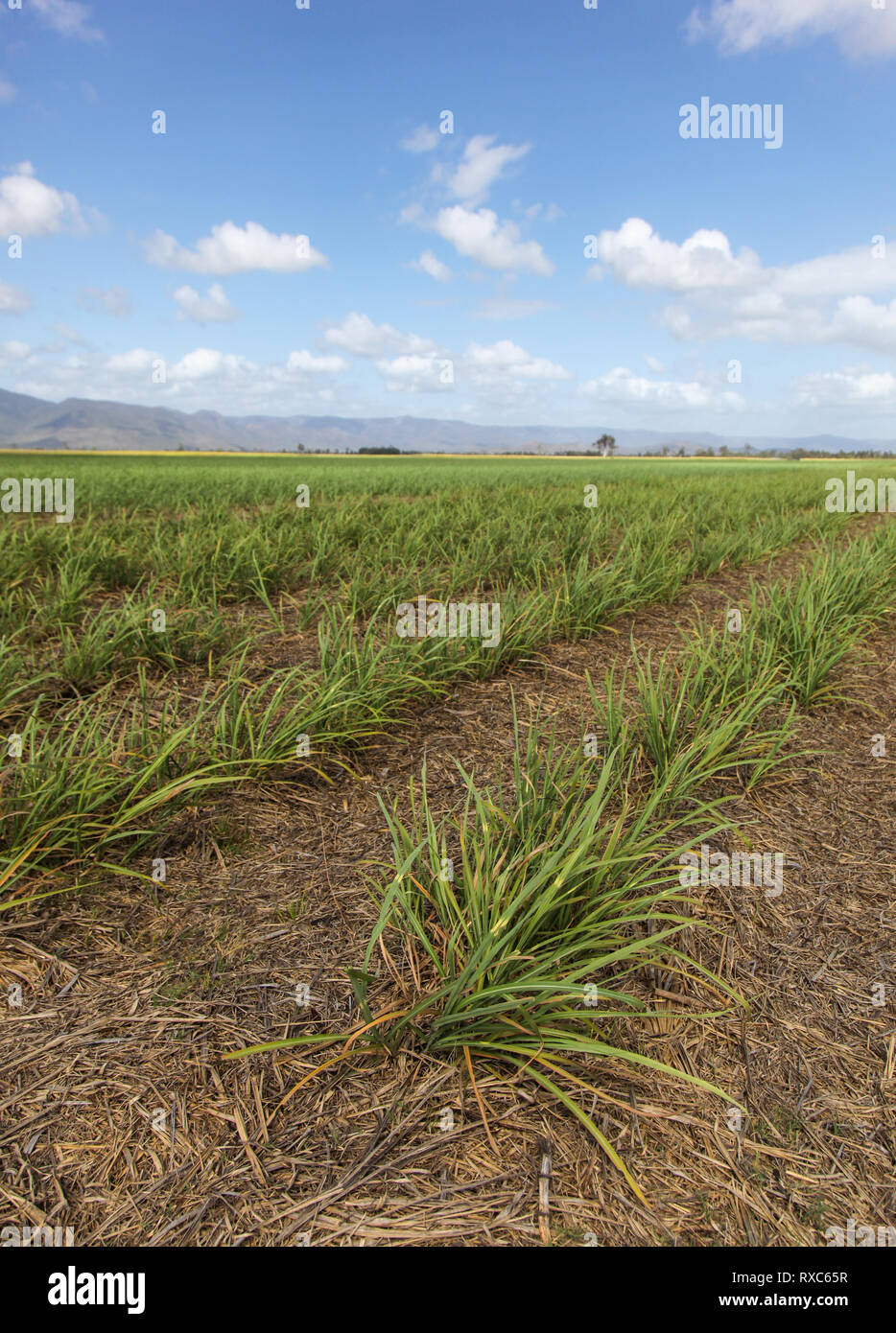 Junge Zuckerrohr in Feld südlich von Ingham - Far North Queensland Australien wächst. Die Zuckerindustrie ist ein wichtiger Teil des Queensland Wirtschaft Stockfoto