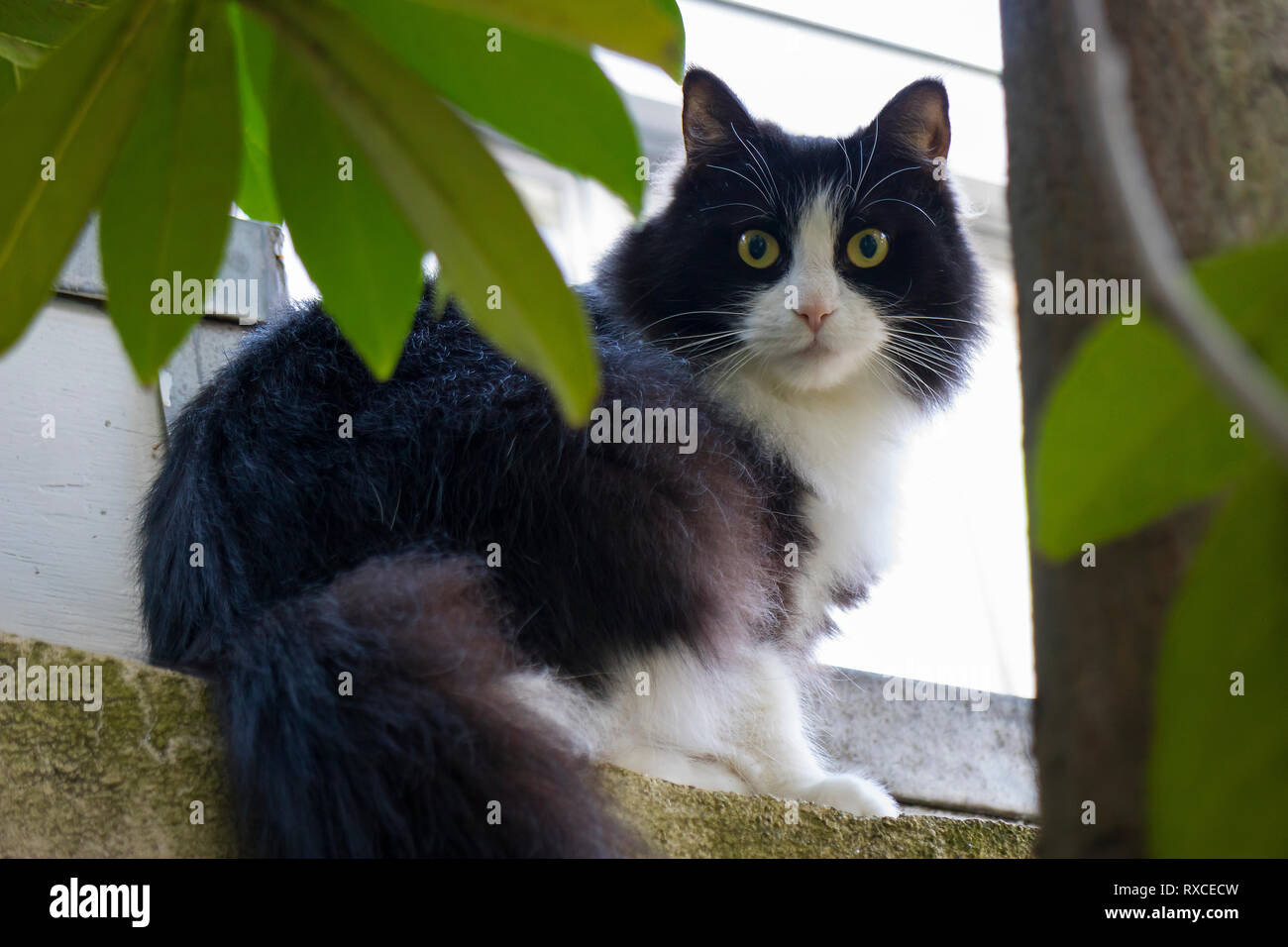Schwarze und weiße langhaarige Katze sitzend an der Wand Stockfoto