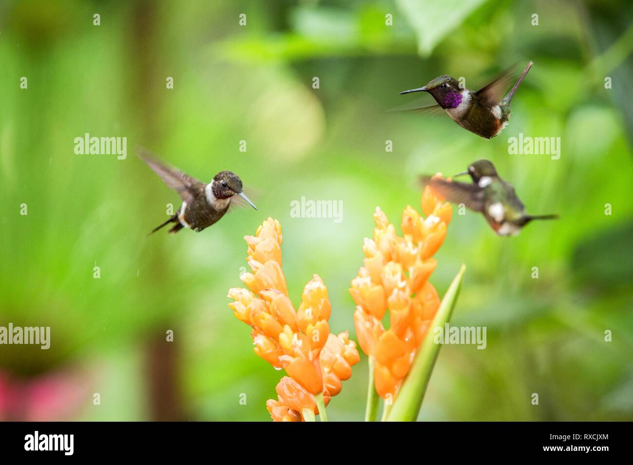 Drei Kolibris schwebt Neben orange Blumen, tropischen Regenwald, Ecuador, drei Vögel Nektar saugen aus Blüten im Garten, schöne Hummingbird wi Stockfoto