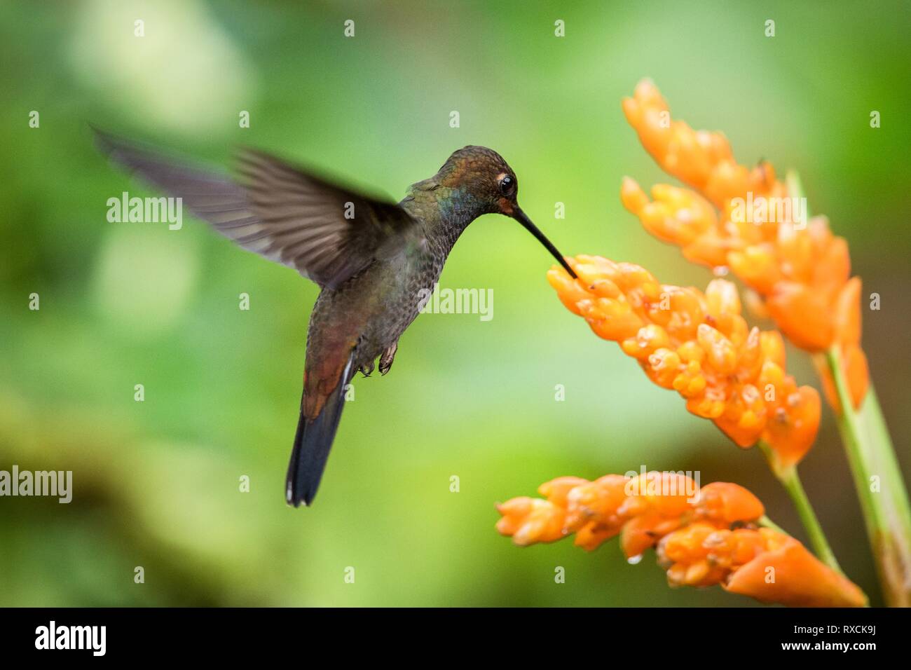 Hummingbird schwebt Neben orange Blumen, Garten, tropischer Wald, Brasilien, Vogel im Flug mit ausgebreiteten Flügeln, flying Kolibri Nektar saugen Fro Stockfoto