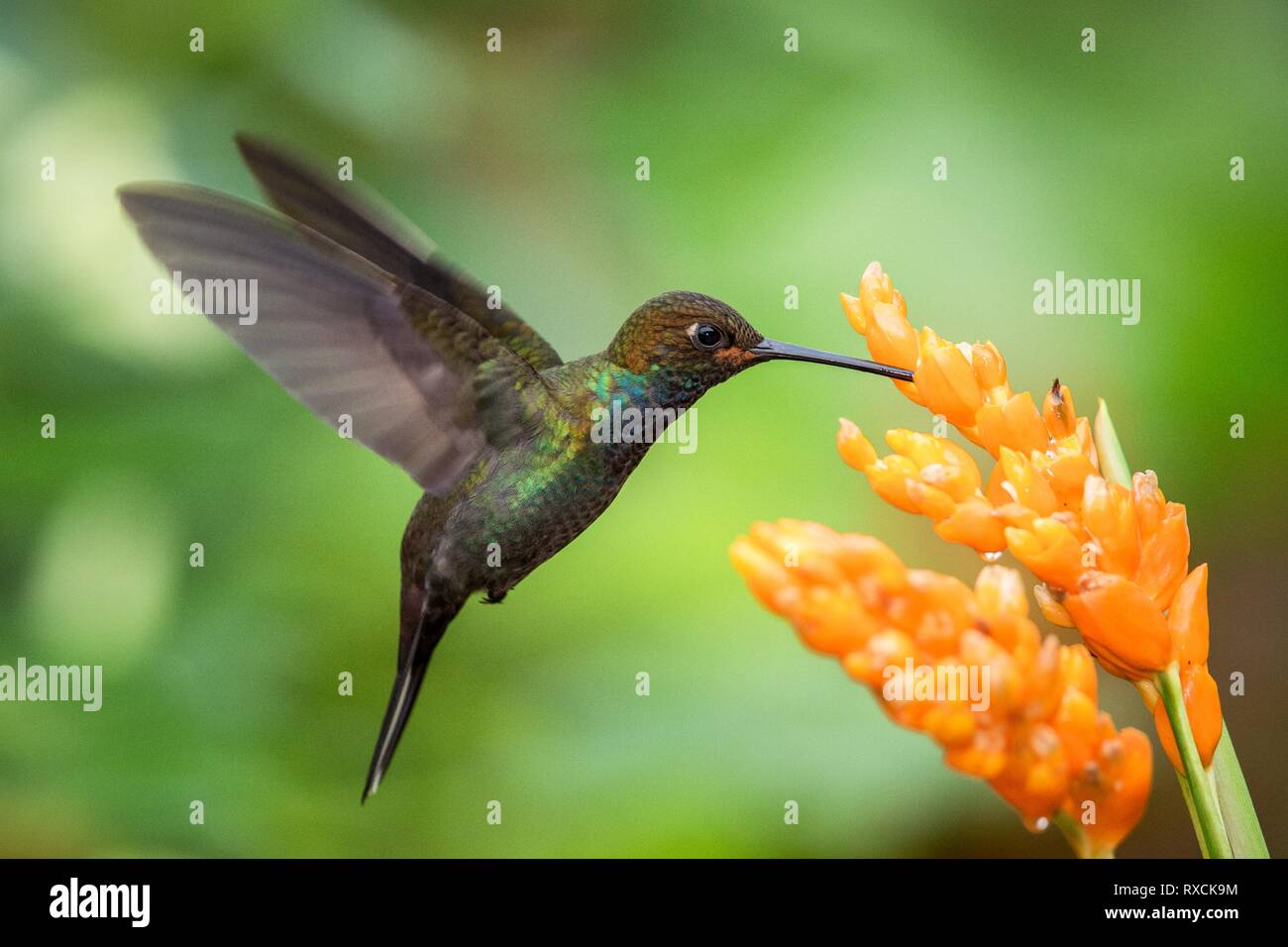 Hummingbird schwebt Neben orange Blumen, Garten, tropischer Wald, Brasilien, Vogel im Flug mit ausgebreiteten Flügeln, flying Kolibri Nektar saugen Fro Stockfoto