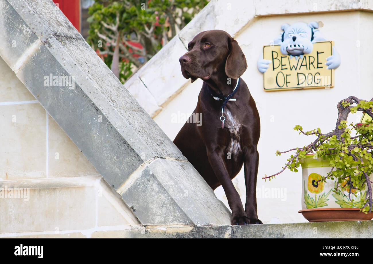 Chocolate Labrador Retriever Hund Bewachung seines Besitzers nach Hause mit  einem "Vorsicht Hund'-Schild an der Wand Stockfotografie - Alamy