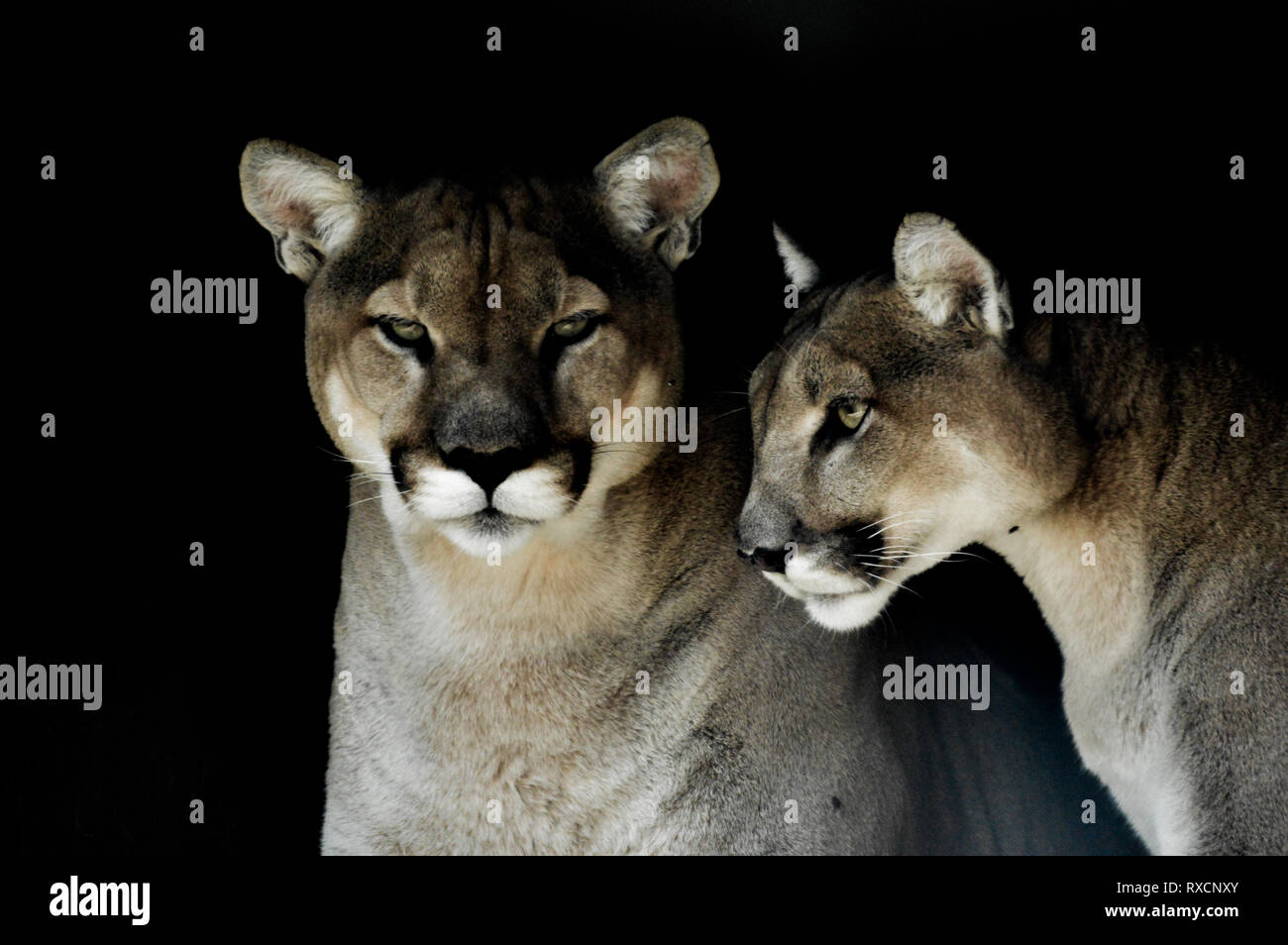 Portrait von auch ein Captive Cougar, Puma bekannt oder Panther in einem  Zoo in Südafrika Stockfotografie - Alamy