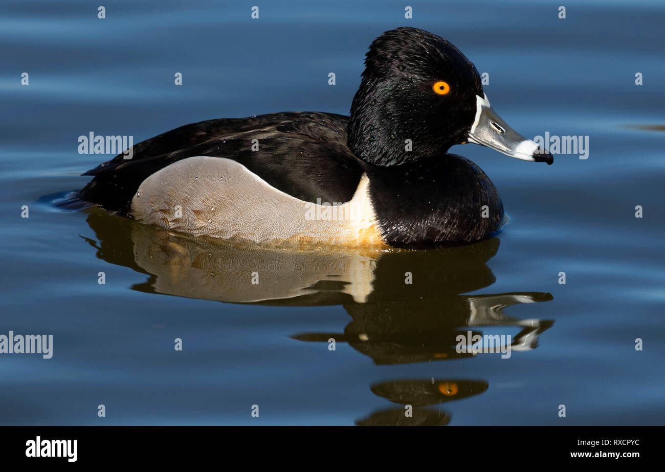 Ring-necked duck (Aythya collaris), George C Reifel wandernden Vogelschutzgebiet, British Columbia, Kanada Stockfoto