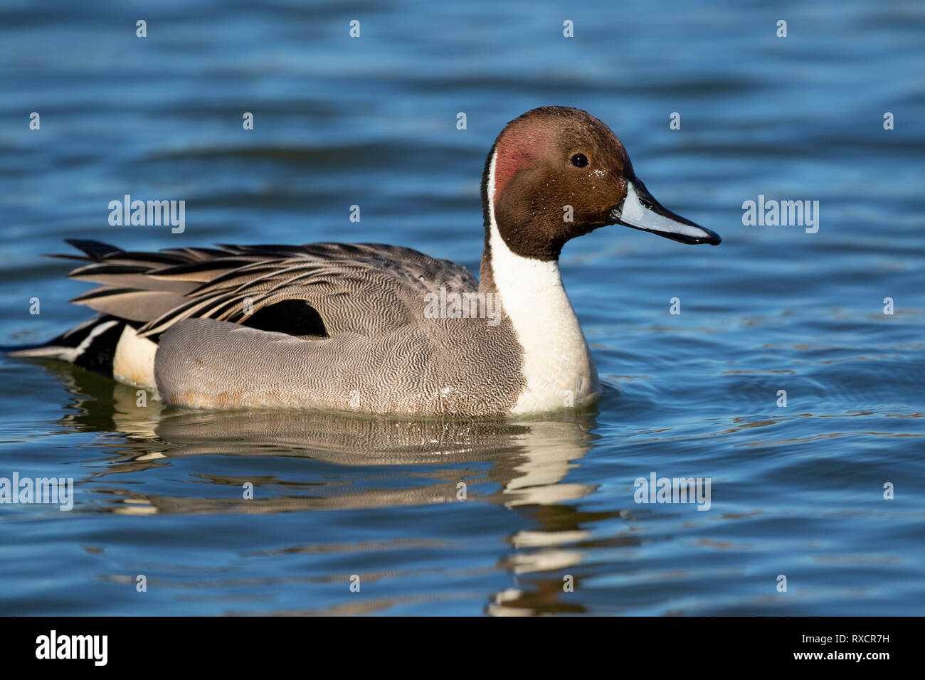 Northern pintail (Anas acuta), George C Reifel wandernden Vogelschutzgebiet, British Columbia, Kanada Stockfoto