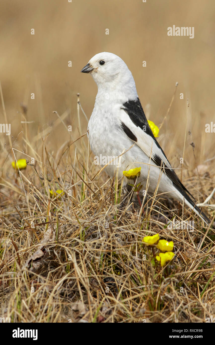 Schneeammer (Plectrophenax nivalis) In der Tundra im Norden von Alaska. Stockfoto