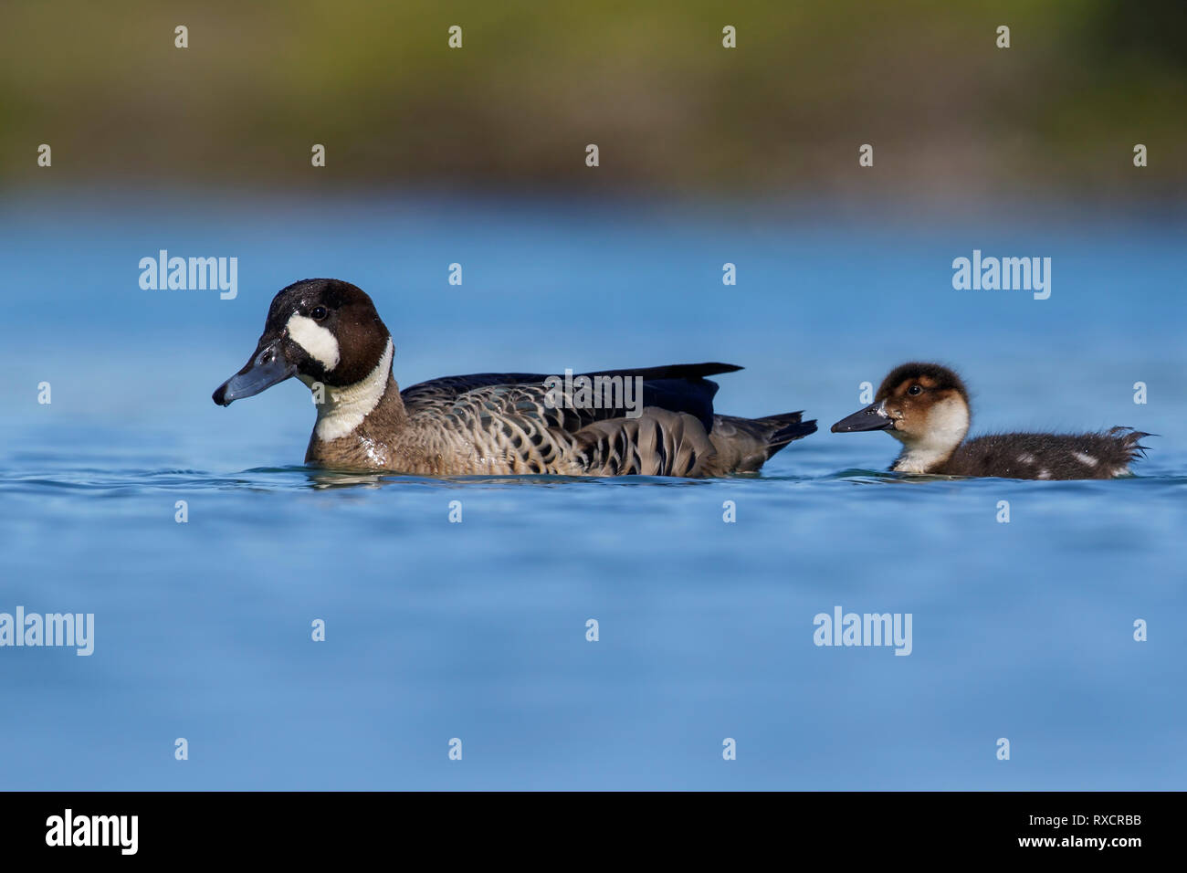 Spectacled Ente (Speculanas specularis) Schwimmen in einem kleinen See in Chile. Stockfoto