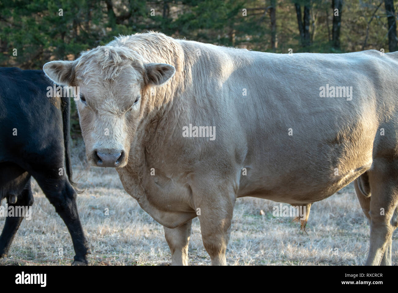 Ein großes, weißes Charolais Bullen macht seine Herrschaft bekannt als er kühn auf der Weide steht. Bokeh Wirkung. Stockfoto