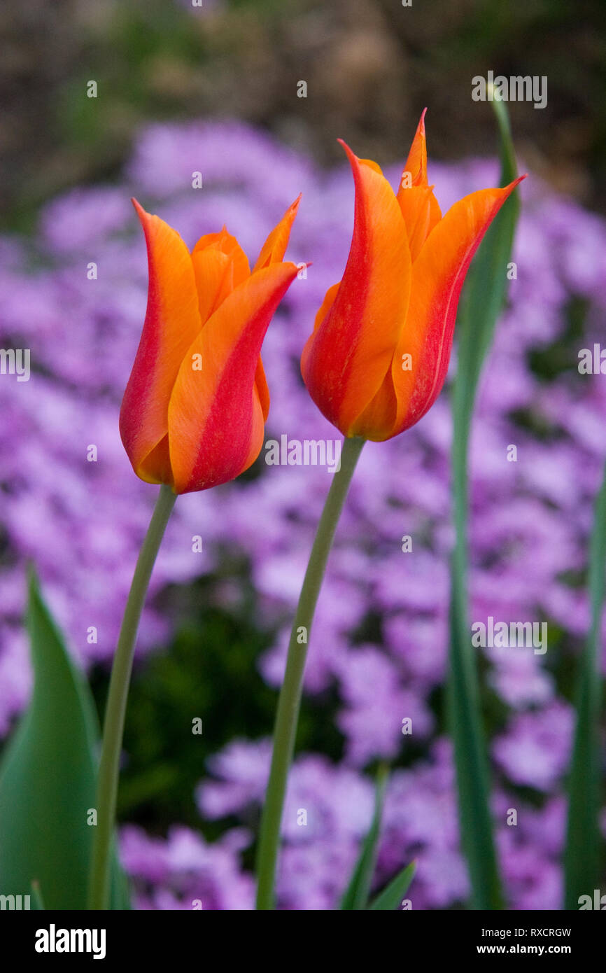 Ballerina Tulpen blühen im Frühling Stockfoto