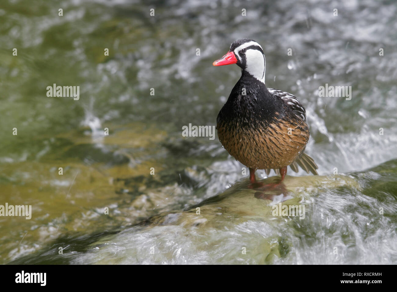 Torrent Duck (Merganetta armata) Ernährung entlang einem rauschenden Gebirgsbach in Chile. Stockfoto
