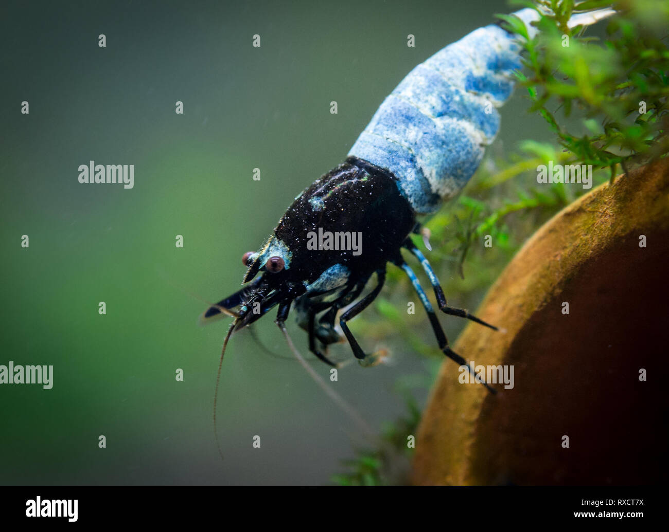 Yamato garnelen Fotos und Bildmaterial in hoher Auflösung Alamy