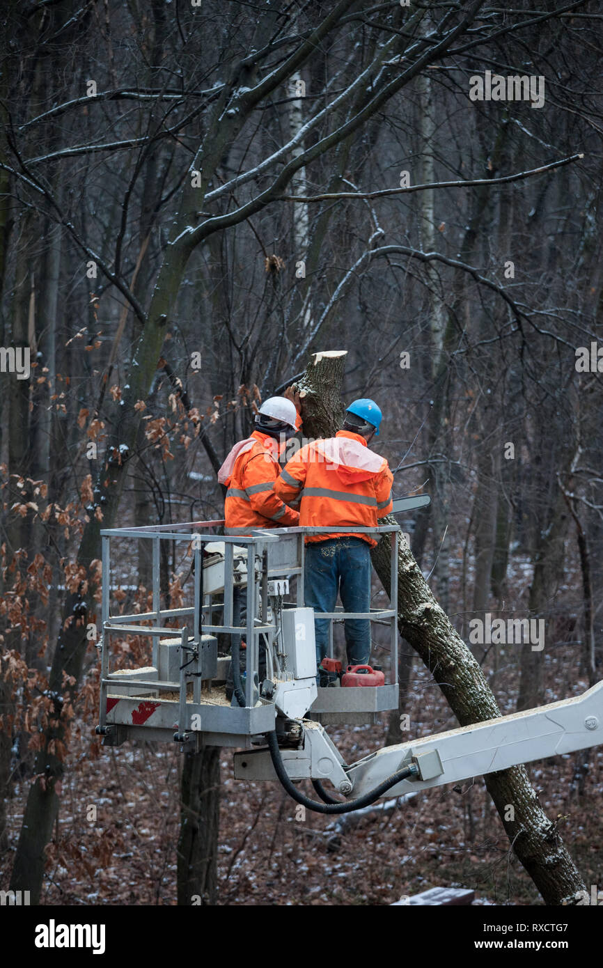 Zwei Arbeiter mit einer Kettensäge auf einem Kran Plattform einen Baum im Wald, Park Stockfoto