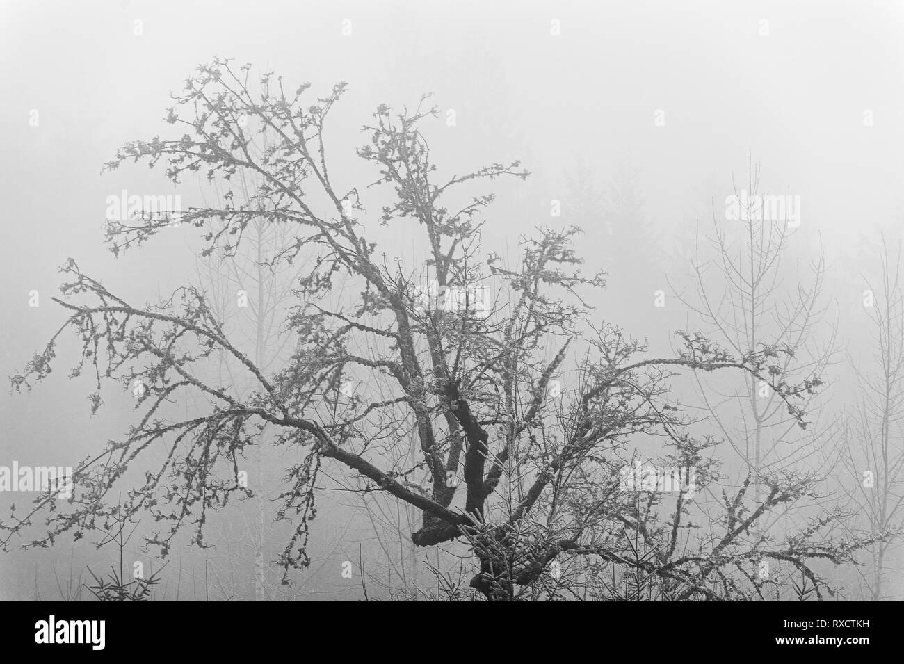Winter Eisnebel offenbart Umrisse eines Baumes im Morgenlicht Stockfoto