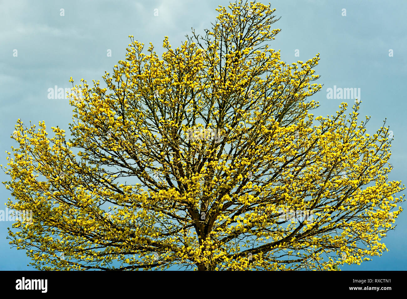 Frühjahr Goldene Blüte Baum, backdropped von Himmel bedrohlich Spätregen. Stockfoto