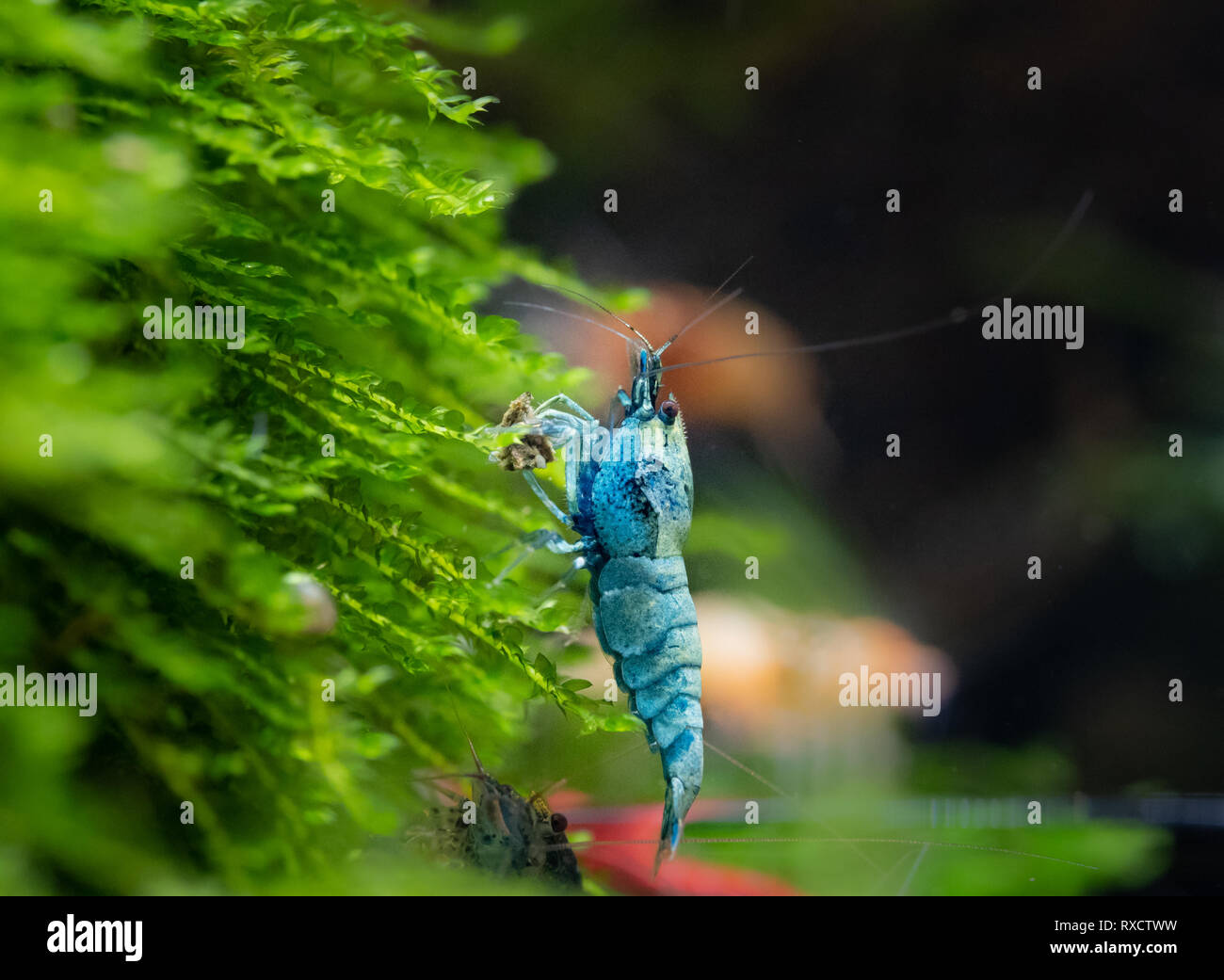 Yamato garnelen -Fotos und -Bildmaterial in hoher Auflösung – Alamy Yamato garnelen -Fotos und -Bildmaterial in hoher Auflösung – Alamy