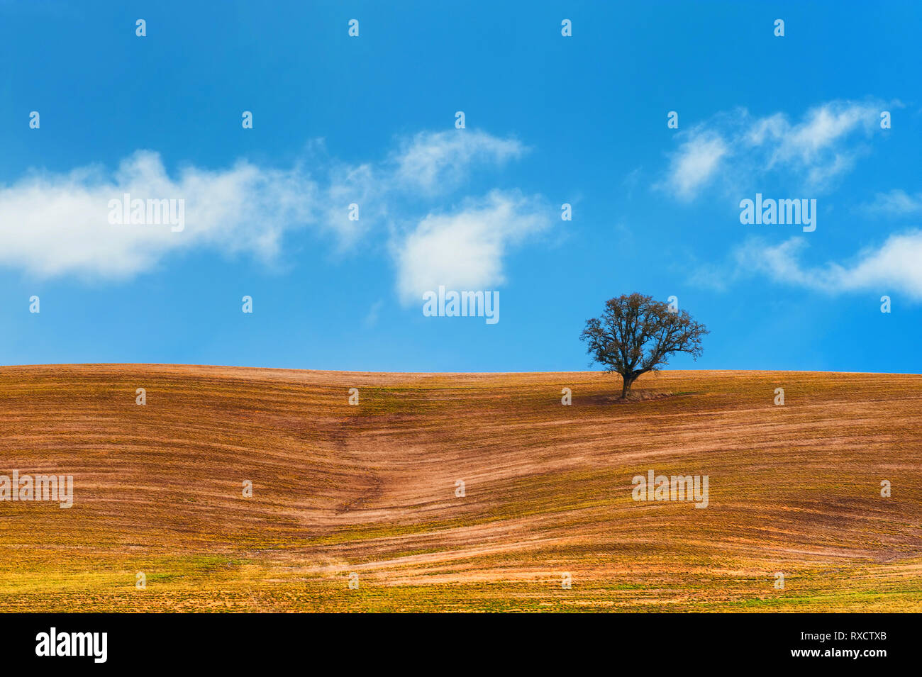 Wispy weißen Wolken schweben in blauer Himmel über ein landwirtschaftliches Gebiet auf einem Hügel, wo ein einsamer Baum steht. Stockfoto
