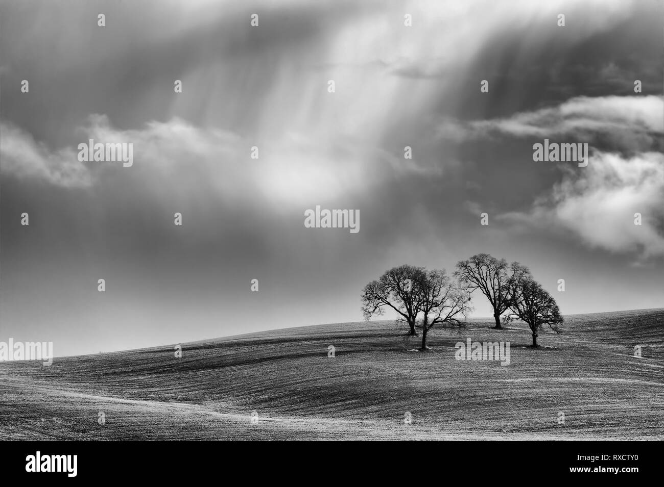 Schwarze und weiße minimalistische von vier Bäume auf einem rollenden landwirtschaftliches Feld unter Wolken abfüllen Regen. Stockfoto