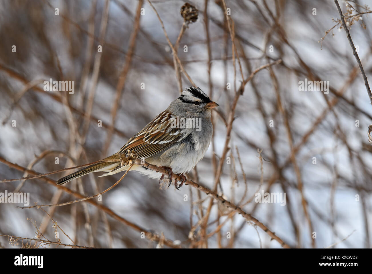 Weiß - gekrönte Spatz an einem trüben Winter. Es ist eine Art von säugetierart in Nordamerika heimisch. Stockfoto