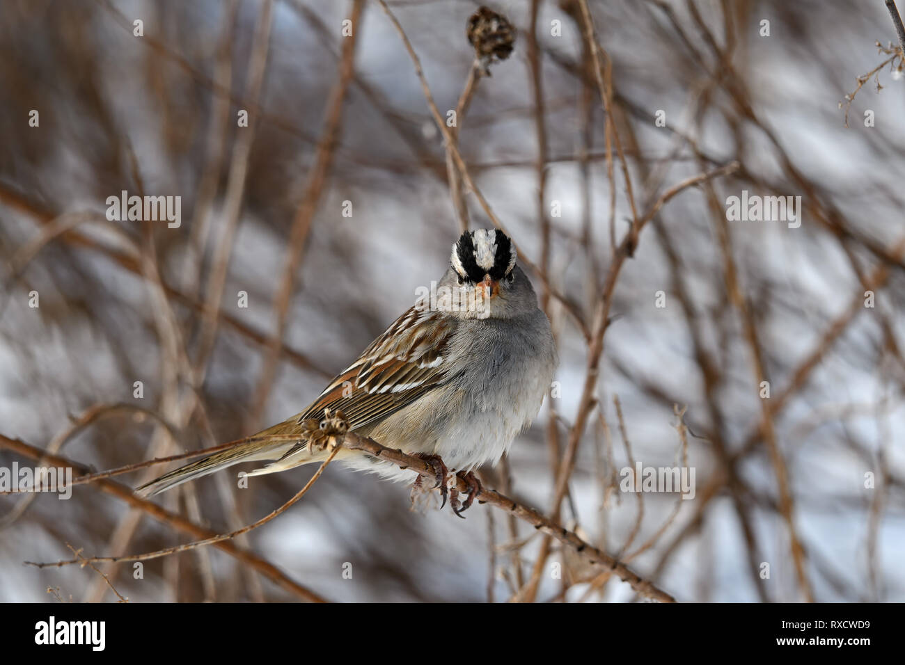 Weiß - gekrönte Spatz an einem trüben Winter. Es ist eine Art von säugetierart in Nordamerika heimisch. Stockfoto