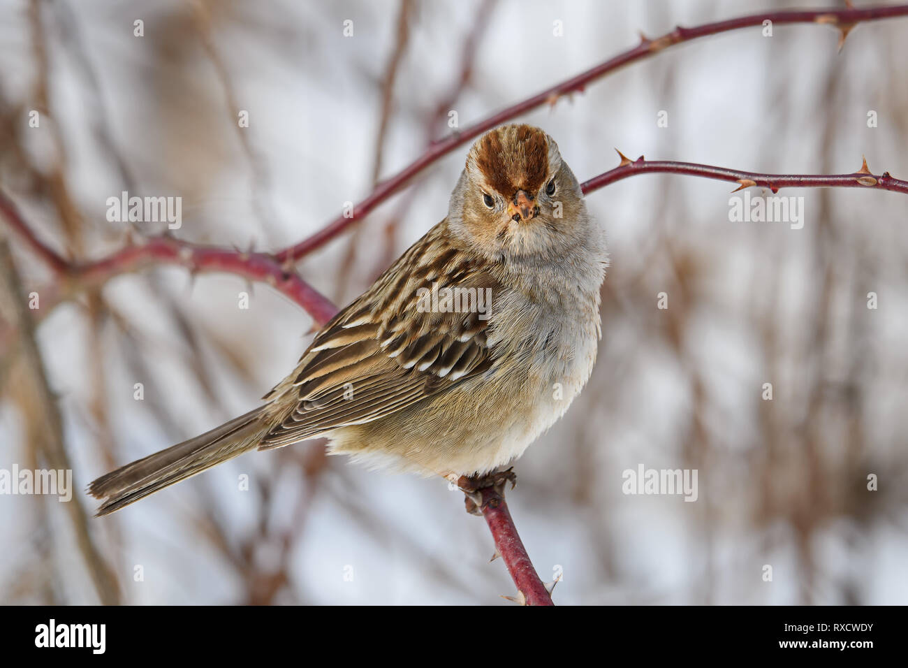 Unreifen weißen - gekrönte Spatz an einem trüben Winter. Es ist eine Art von säugetierart in Nordamerika heimisch. Stockfoto