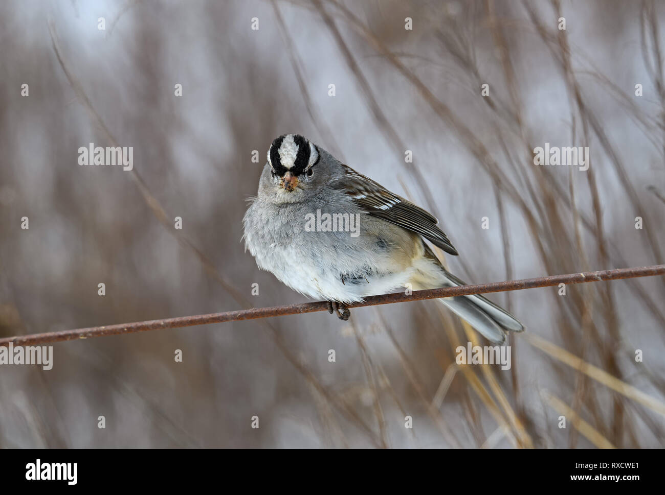 Weiß - gekrönte Spatz an einem trüben Winter. Es ist eine Art von säugetierart in Nordamerika heimisch. Stockfoto