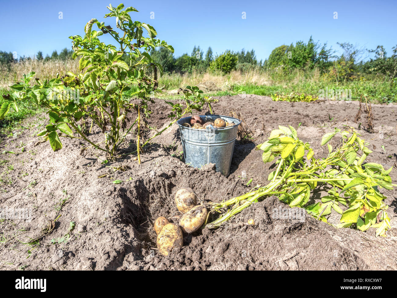 Frisch gegraben Bio Kartoffeln aus neuer Ernte in Metall Eimer im Gemüsegarten Stockfoto