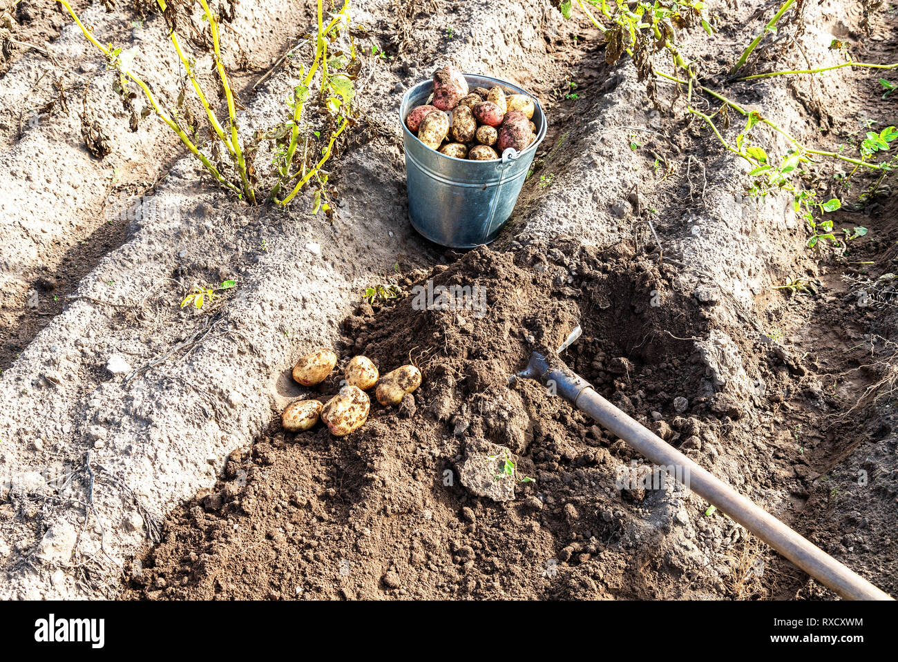 Frisch gegraben Bio Kartoffeln aus neuer Ernte und Schaufel im Boden an der Gemüsegarten Stockfoto