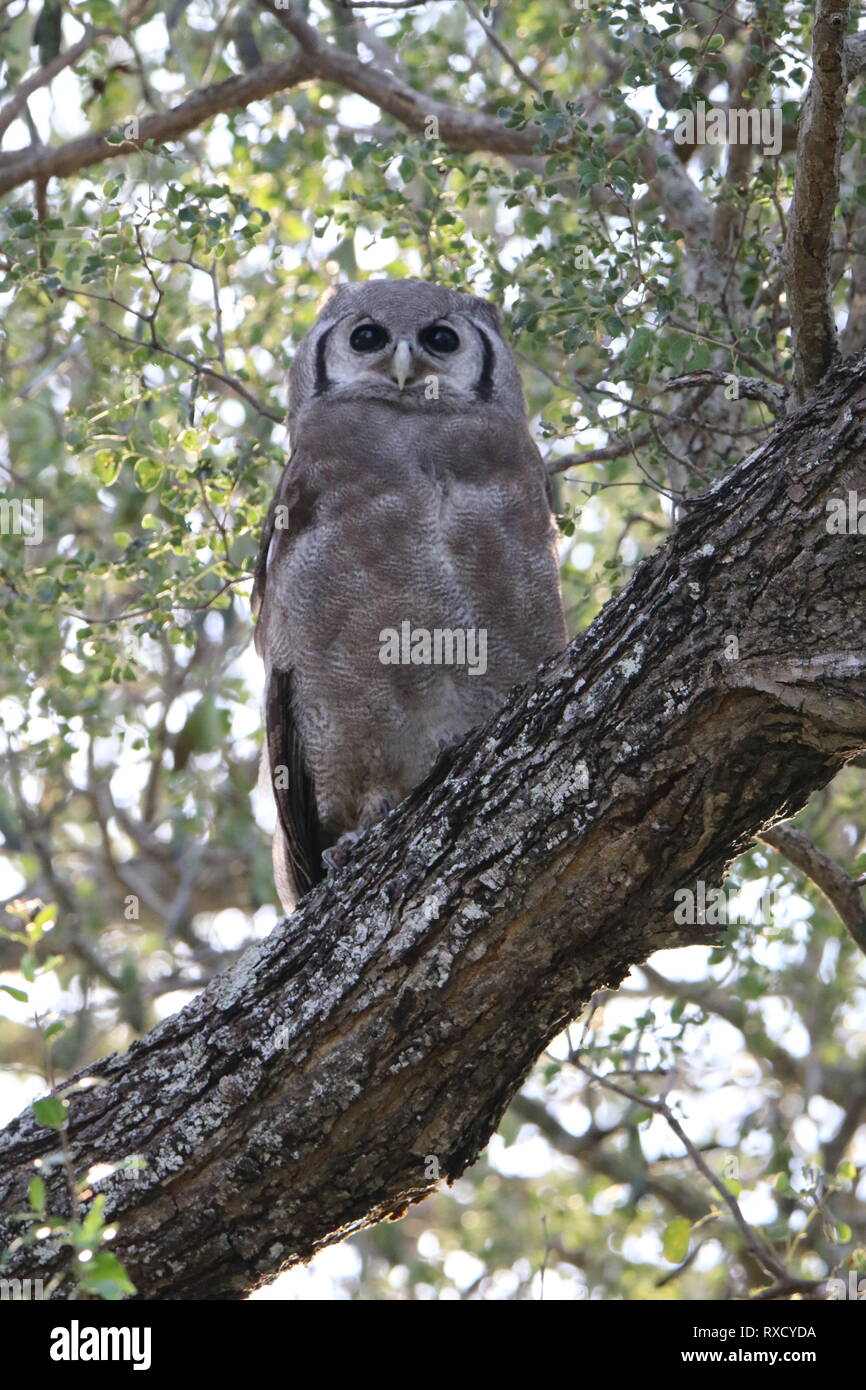 Verreaux's Uhu starrte Stockfoto
