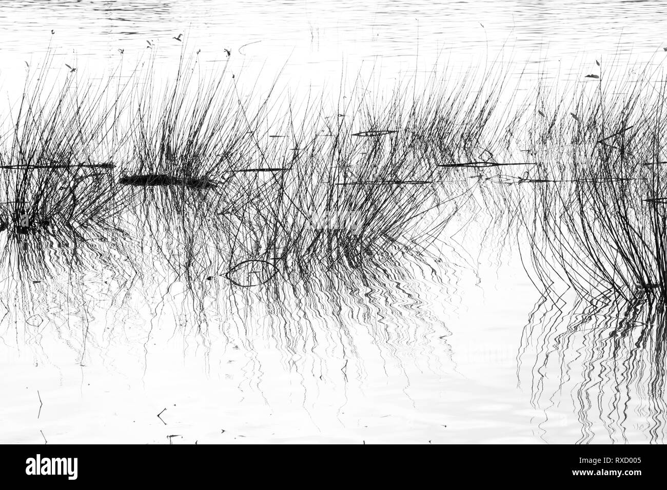 Trockenes Gras im Fluss Silhouette, Detail von Reed in den Teich in hoher Kontrast schwarz und weiß Stockfoto