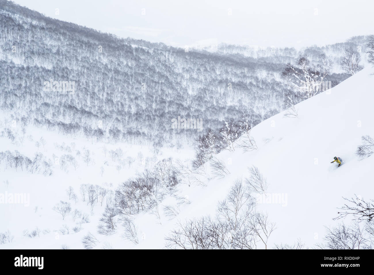 Man Skifahren unberührter Pulver Hang im Backcountry unter Niseko Mountain in Hokkaido, Japan. Extreme Skifahren, Wandern, Pulver, Ski Japan Stockfoto