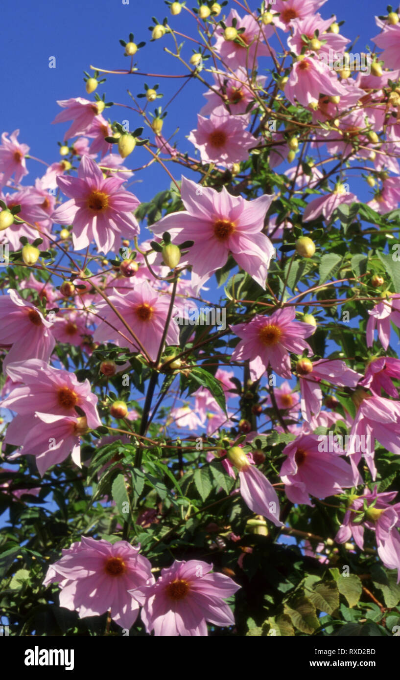 DAHLIA IMPERIALIS, BEKANNT ALS BAUMDAHLIEN ODER GLOCKENDAHLIEN IN VOLLER BLÜTE, NEW SOUTH WALES, AUSTRALIEN. Stockfoto