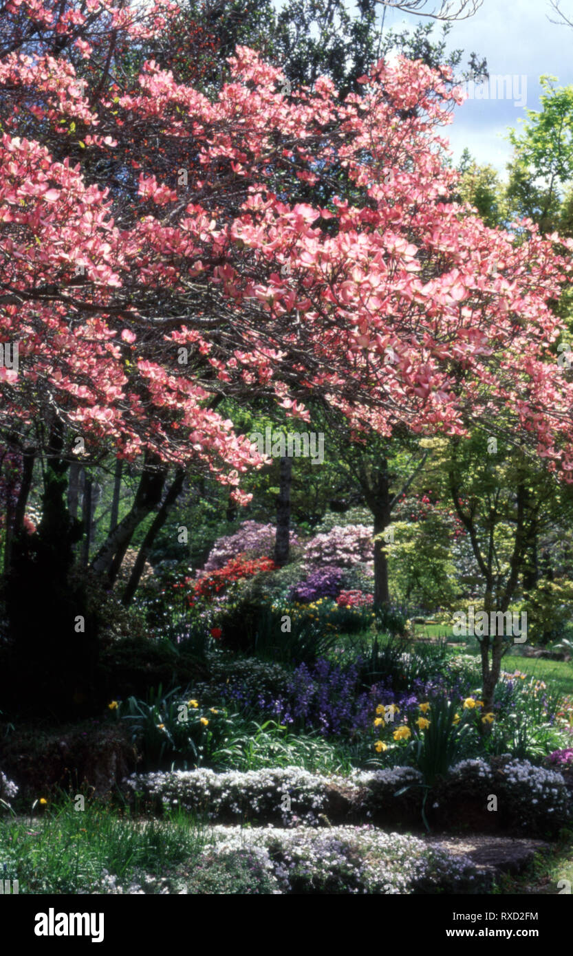 FRÜHLINGSGARTEN MIT ZWIEBELN HYACINTHOIDES HISPANICA, NARCISSUS, PHLOX SUBULATA UNTER CORNUS FLORIDA 'RUBRA' (DOGWOOD). NEW SOUTH WALES, AUSTRALIEN. Stockfoto