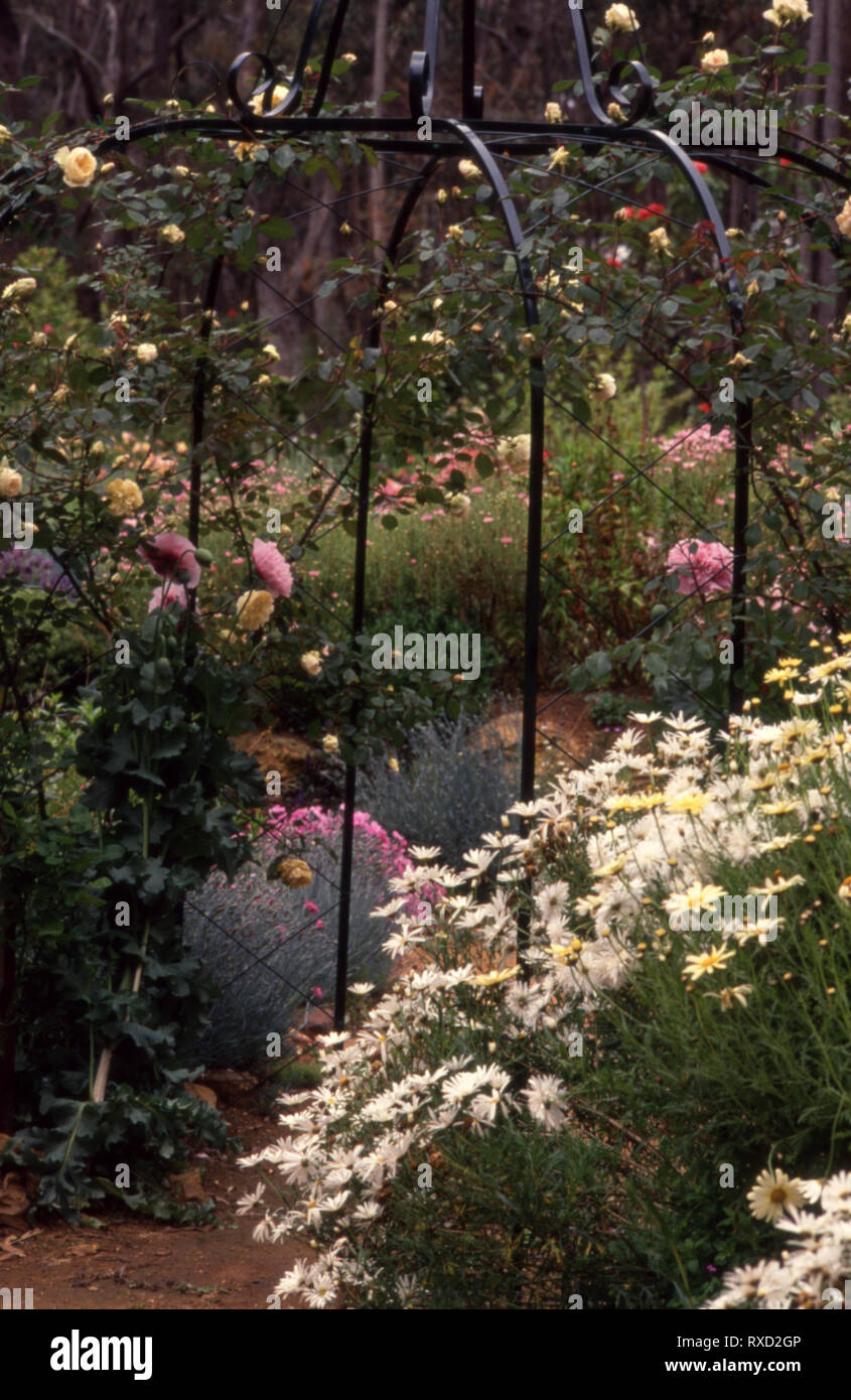 Land Garten Szene mit SCHMIEDEEISERNE TORBOGEN MIT KLETTERN ROSE, DAISY Büsche in den Vordergrund. NSW, Australien. Stockfoto