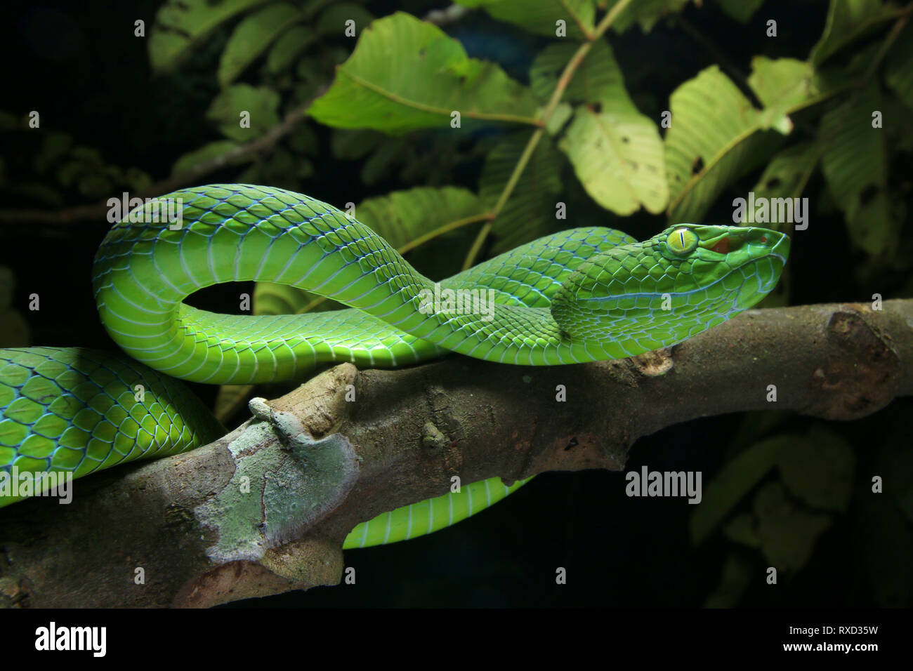 Cameron Highlands Pit Viper, ein älterer Name nebularis Stockfoto