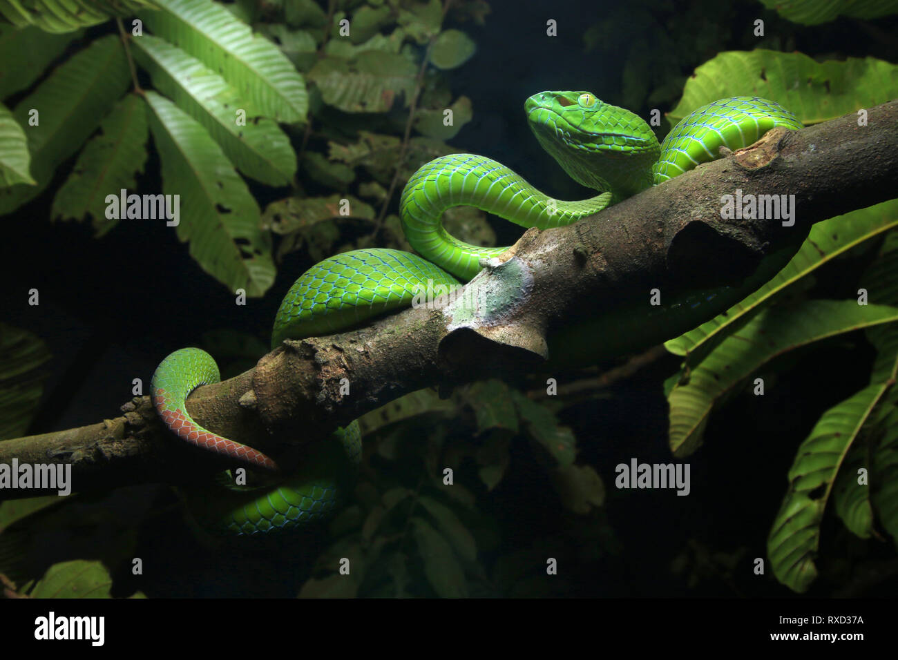 Cameron Highlands Pit Viper, ein älterer Name nebularis Stockfoto