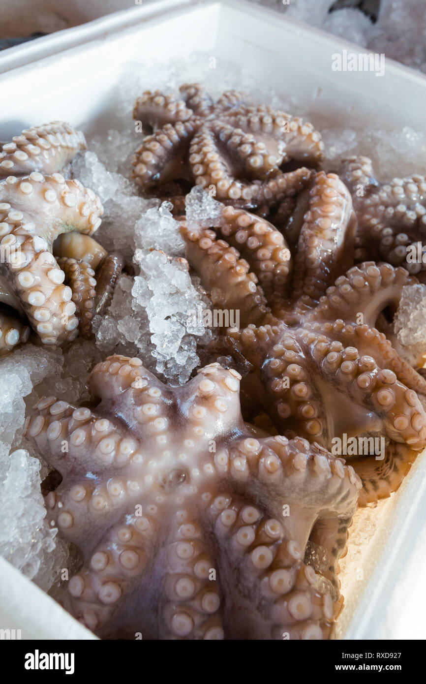 Frischen, rohen Tintenfisch in lokalen Hafen in Paphos. Traditionelle zypriotische Essen auf Zypern Insel. Stockfoto